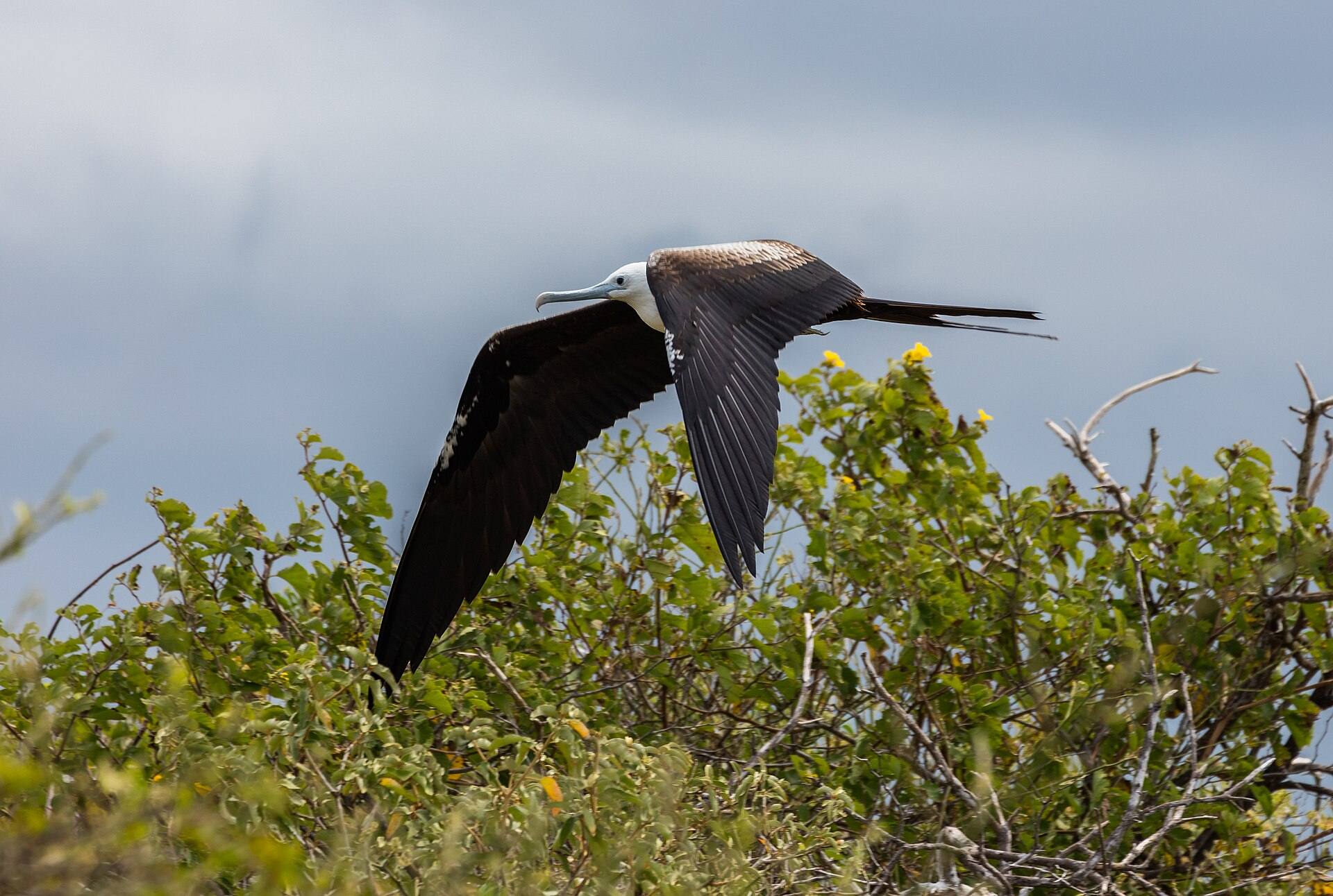 A frigatebird photographed on Isla Lobos.