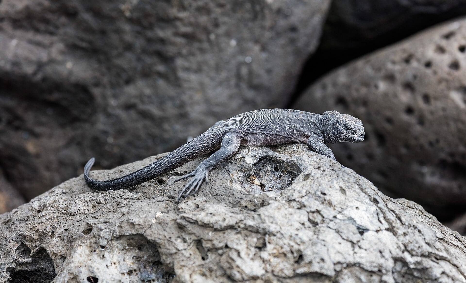 A young marine iguana resting on a coastal rock at Isla Lobos.