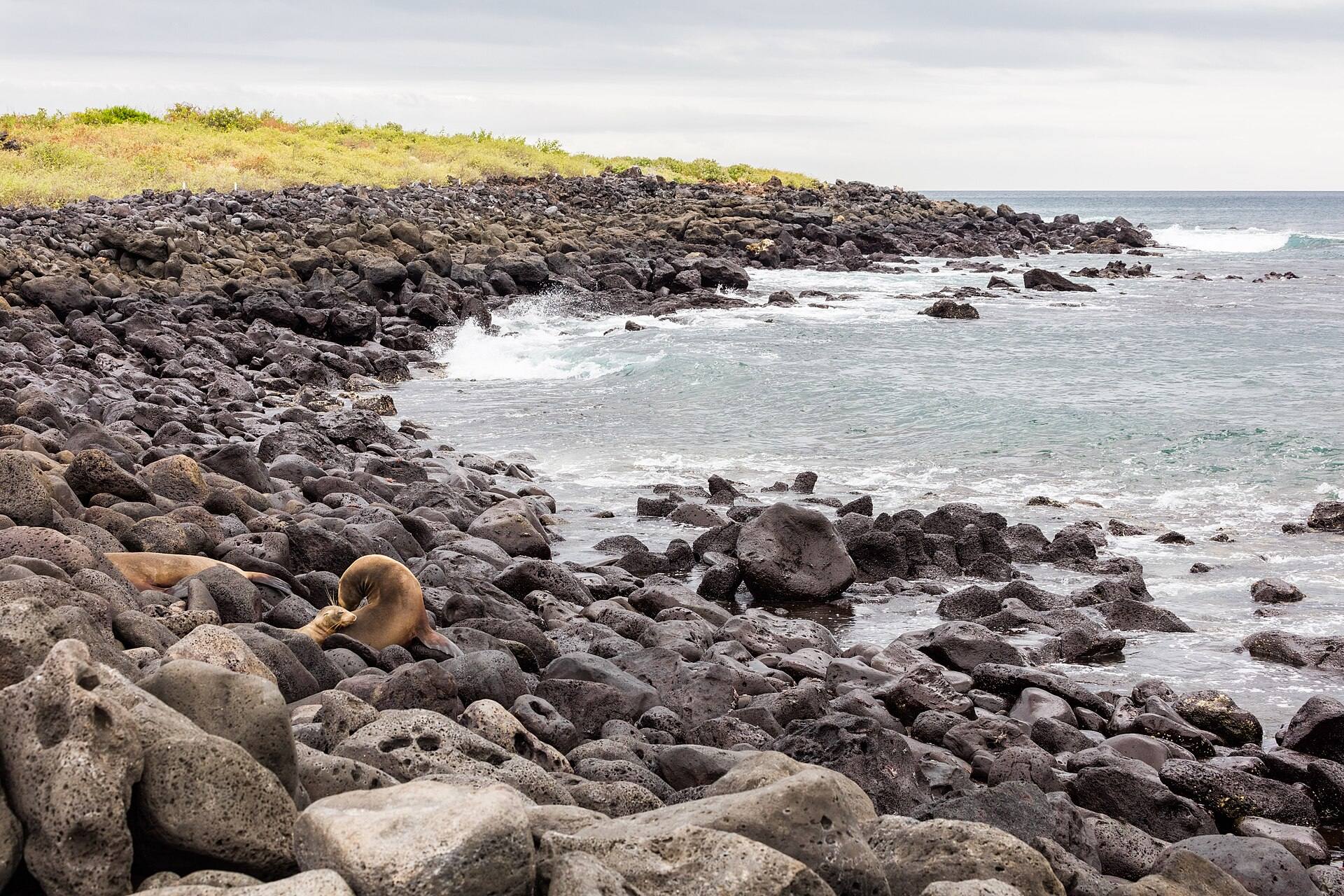 Rocky coastal landscape and vegetation on Isla Lobos