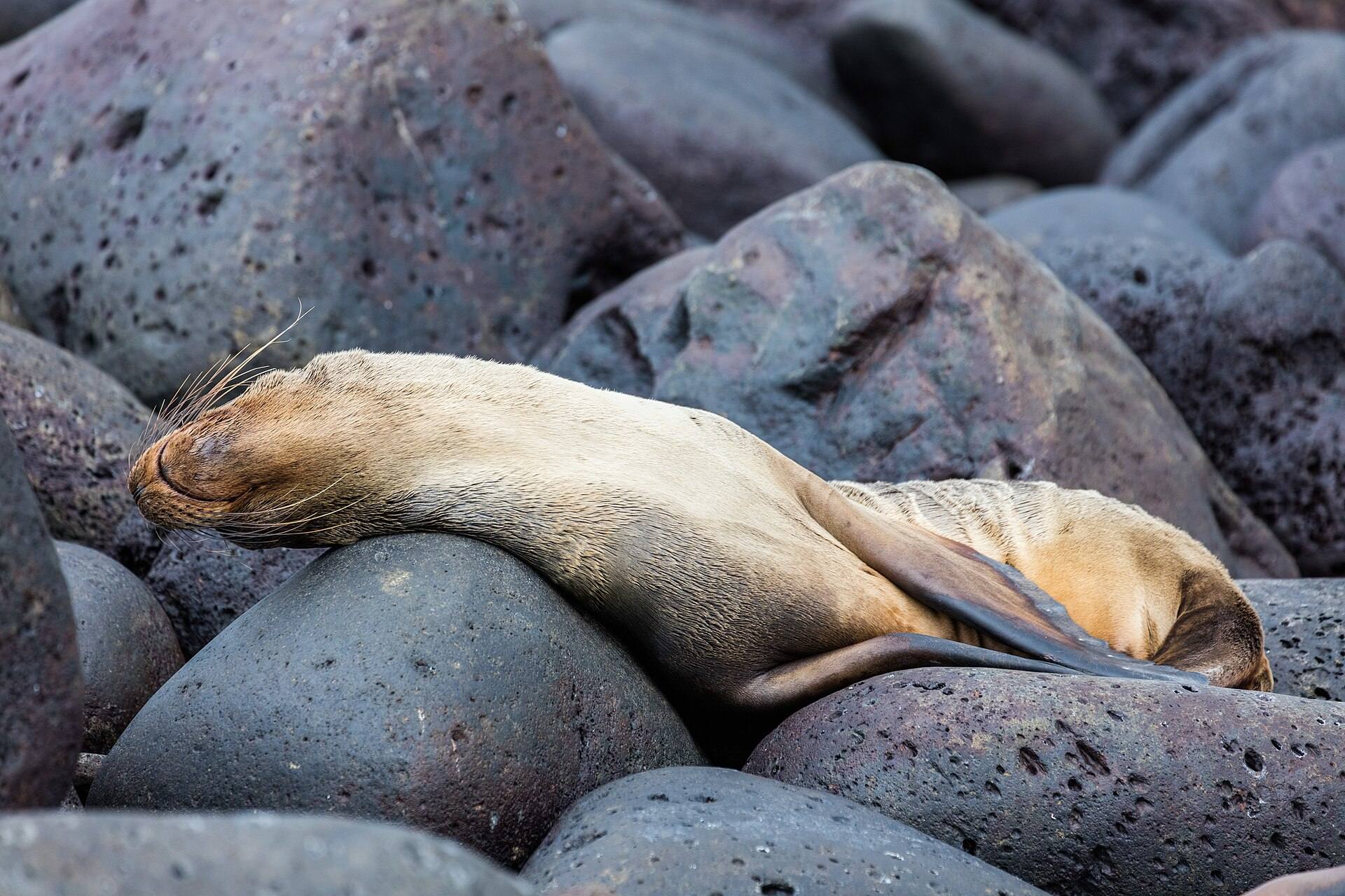 A sea lion resting among coastal rocks on Isla Lobos.
