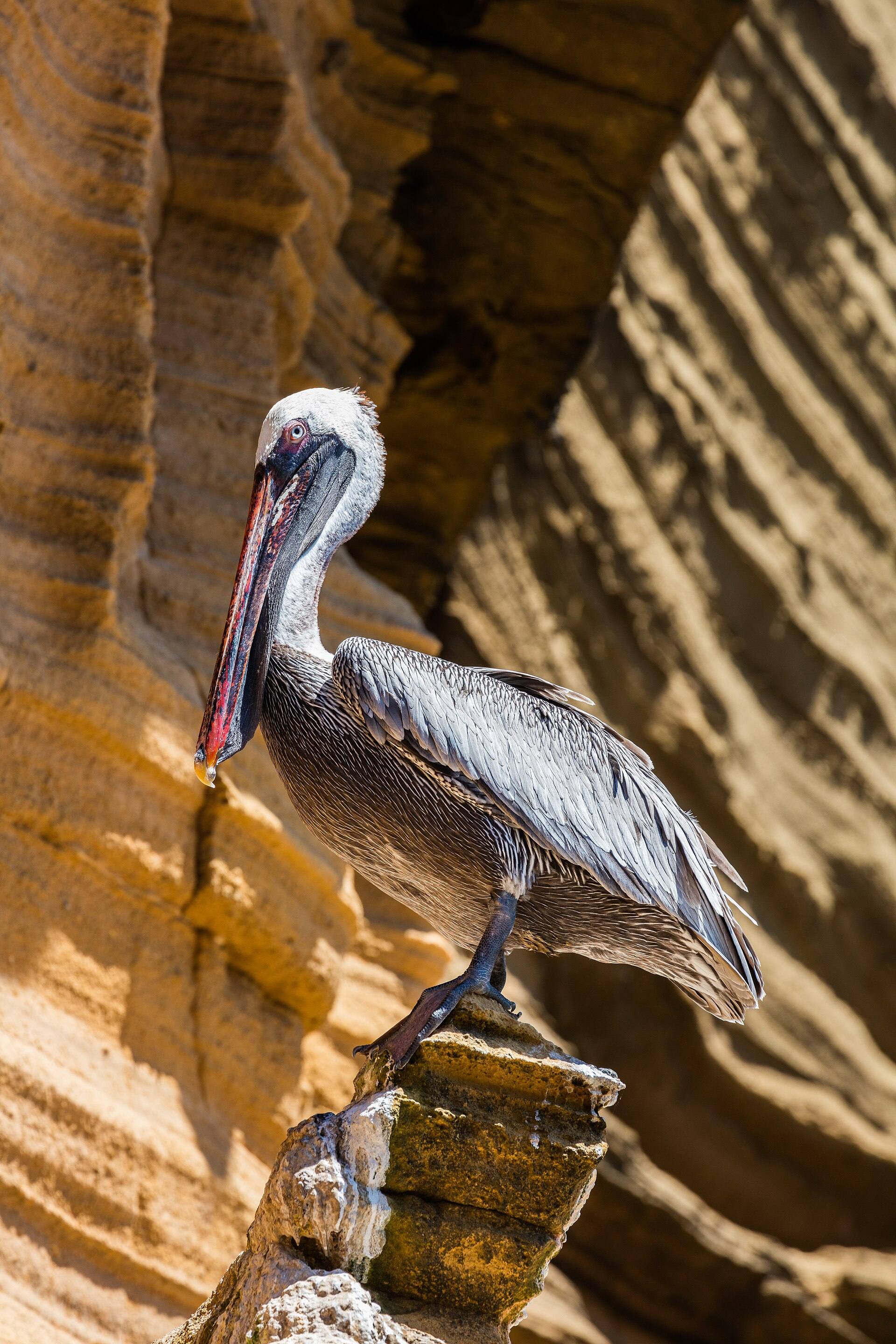 A brown pelican perched against the cliffs at Punta Pitt.