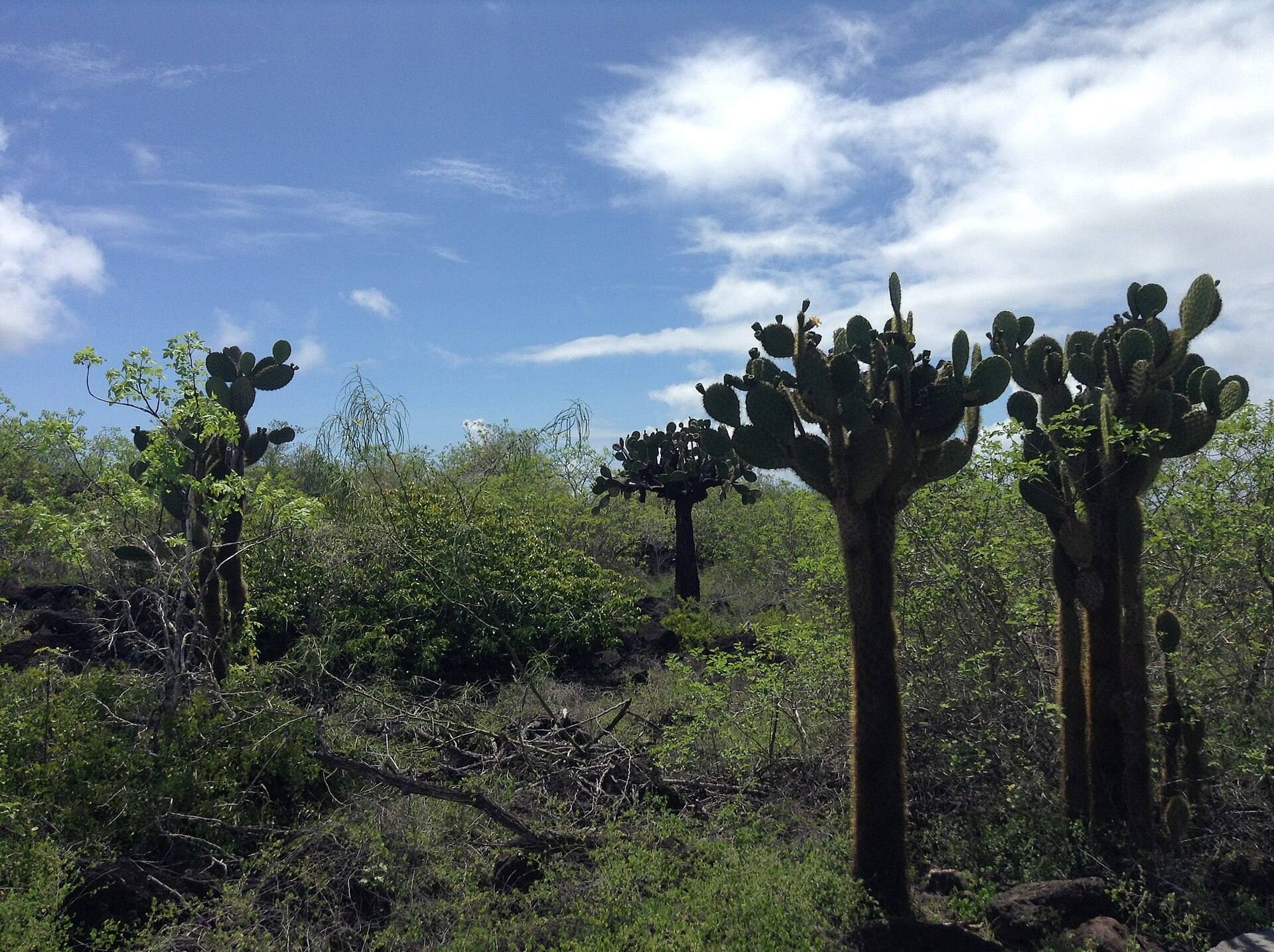 Vegetación y cactus de la parte alta: utiliza los senderos señalizados en los sitios de visita.